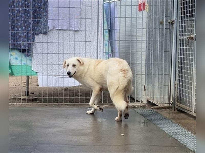 Franco - sucht herdenschutzhunderfahrene Menschen