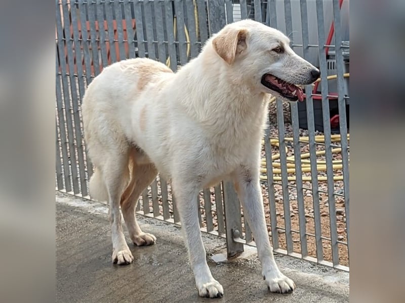 Franco - sucht herdenschutzhunderfahrene Menschen