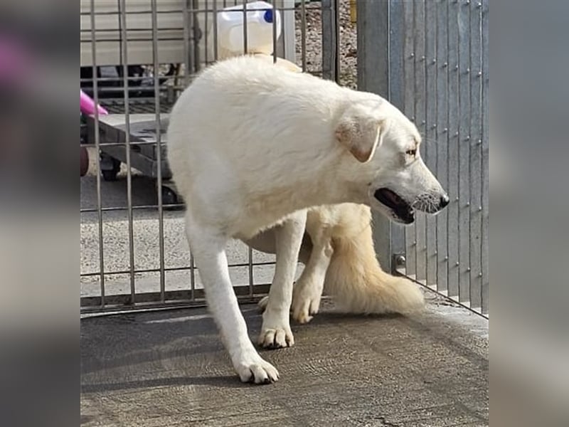 Franco - sucht herdenschutzhunderfahrene Menschen