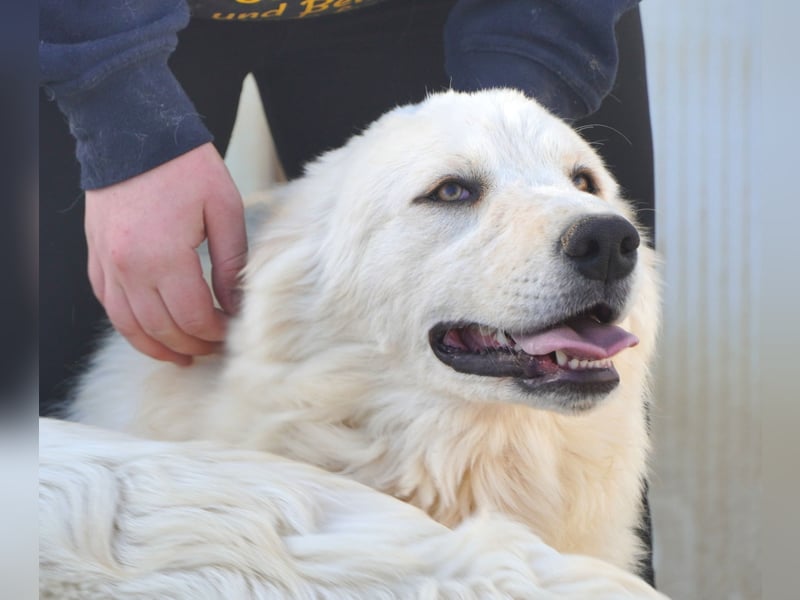 Asix - Zwischen Sehnsucht und Zurückhaltung