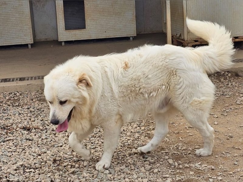 Asix - Zwischen Sehnsucht und Zurückhaltung