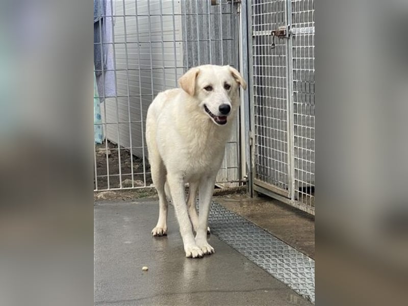 Franco - sucht herdenschutzhunderfahrene Menschen