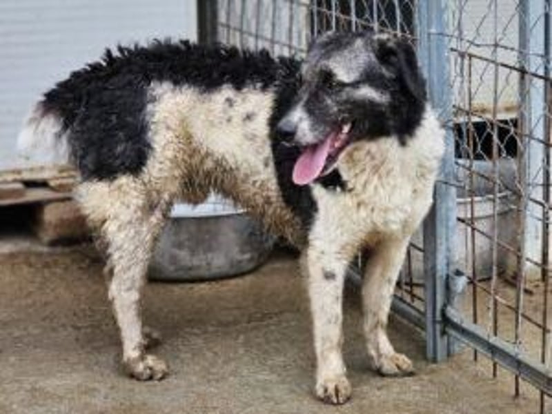 Ferdinando - ein Herz, das es zu erobern gilt