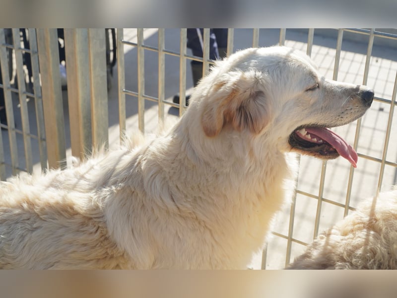 Artu - einfach nur toll