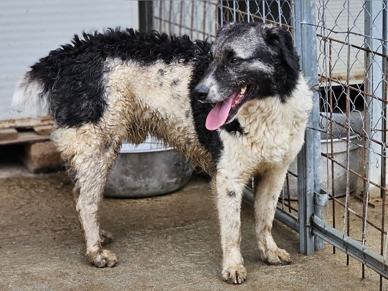 Ferdinando - ein Herz, das es zu erobern gilt