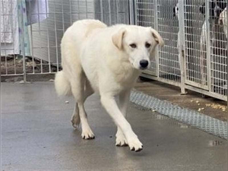 Franco - sucht herdenschutzhunderfahrene Menschen