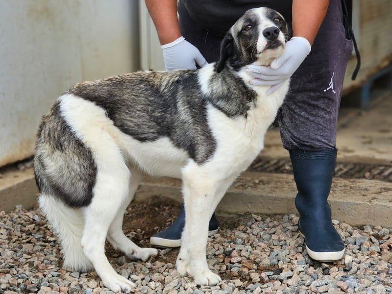 Francia - tolles Maremmano-Mädchen
