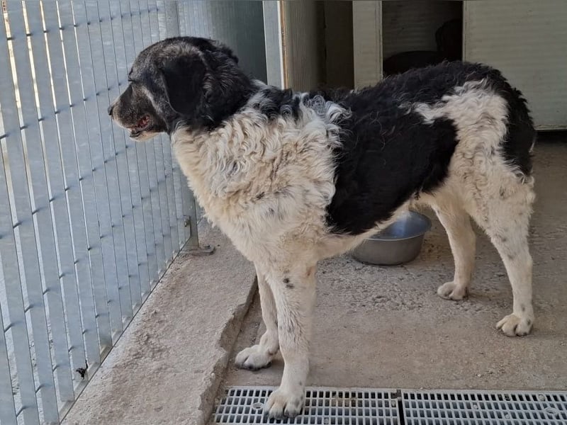 Ferdinando - ein Herz, das es zu erobern gilt