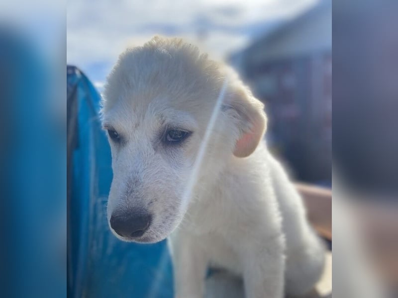 Asix - Zwischen Sehnsucht und Zurückhaltung