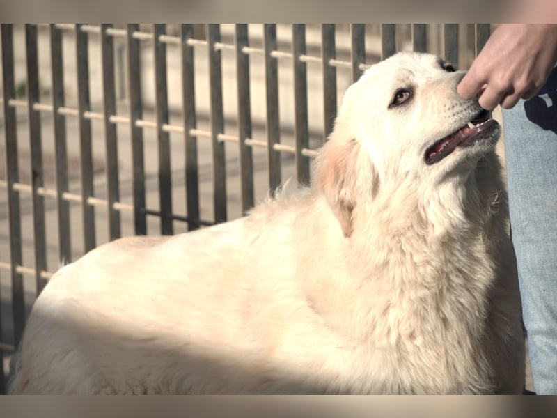 Asix - Zwischen Sehnsucht und Zurückhaltung