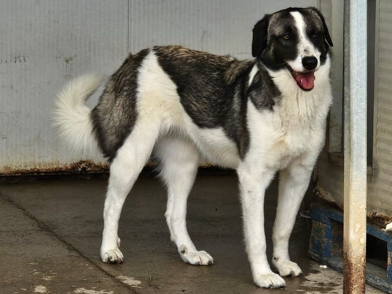 Francia - tolles Maremmano-Mädchen