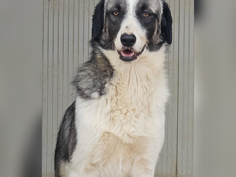 Francia - tolles Maremmano-Mädchen