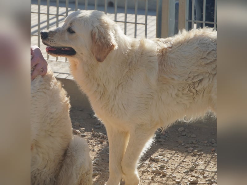 Artu - einfach nur toll