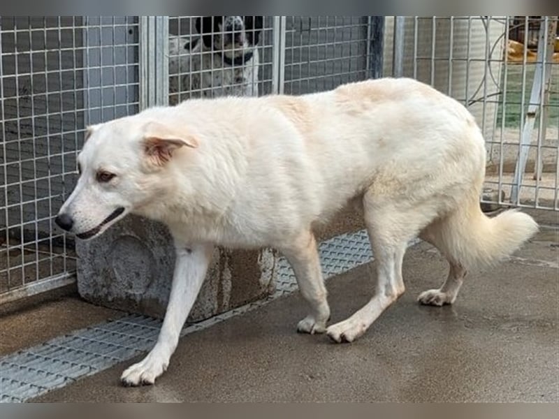 Franco - sucht herdenschutzhunderfahrene Menschen