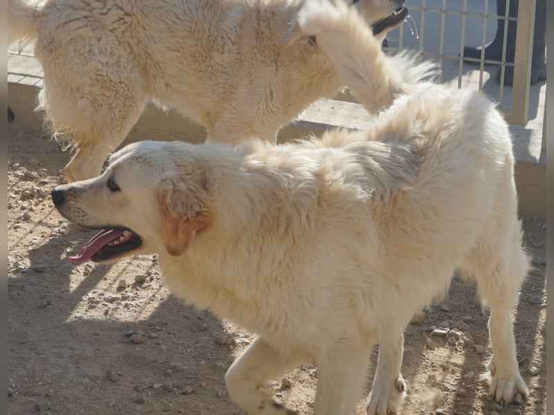 Artu - einfach nur toll