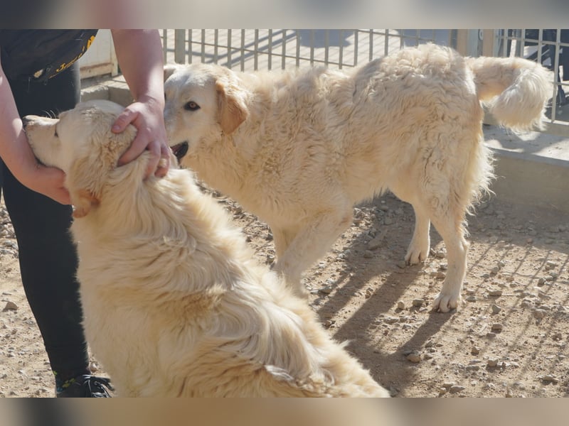 Artu - einfach nur toll