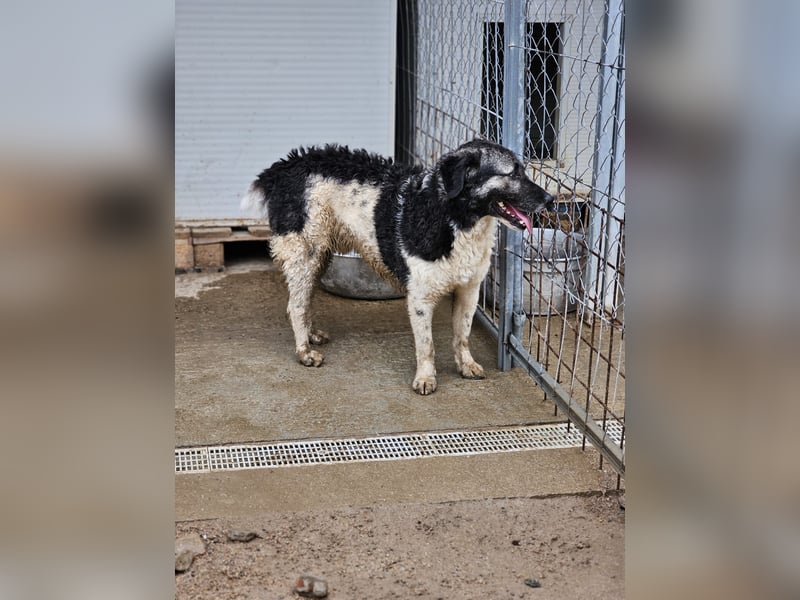 Ferdinando - ein Herz, das es zu erobern gilt