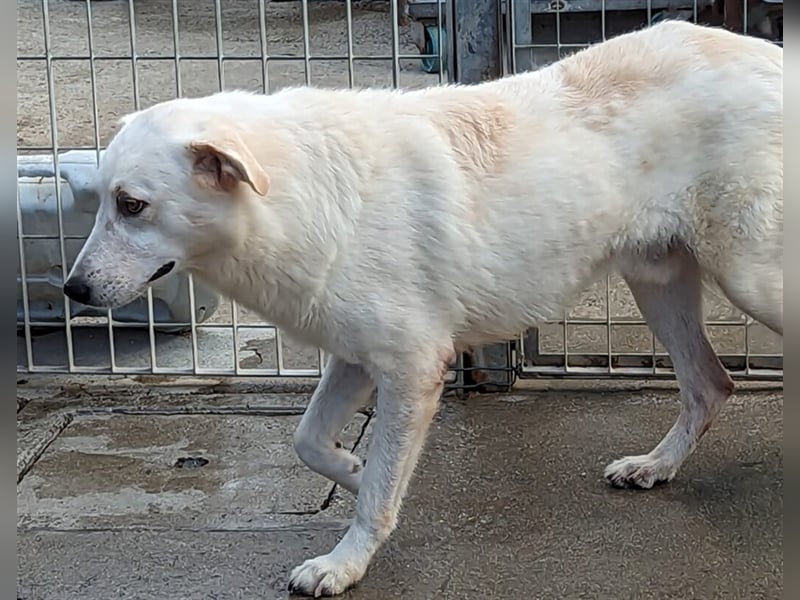 Franco - sucht herdenschutzhunderfahrene Menschen