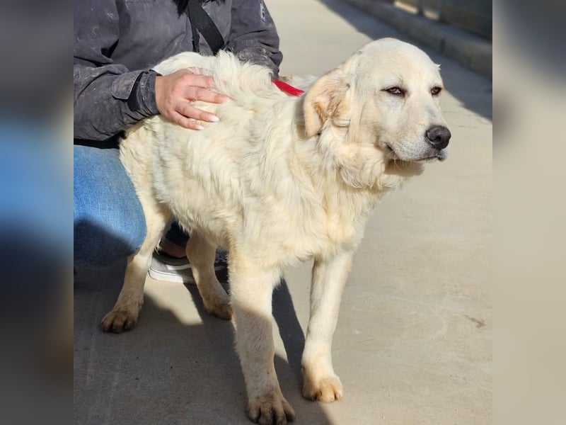 Asix - Zwischen Sehnsucht und Zurückhaltung