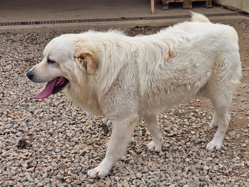 Asix - Zwischen Sehnsucht und Zurückhaltung