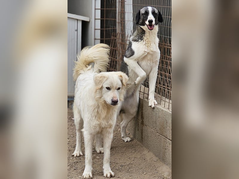 Francia - tolles Maremmano-Mädchen