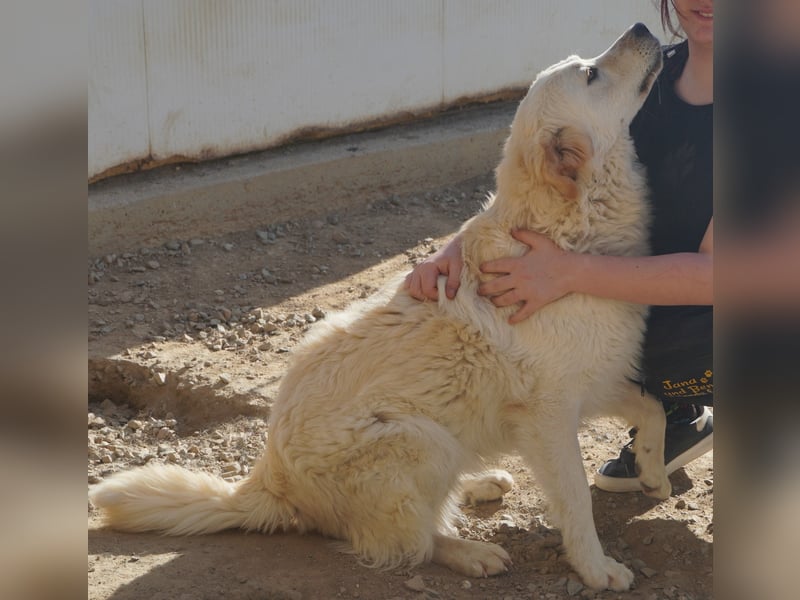 Artu - einfach nur toll