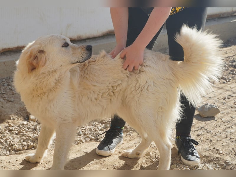 Artu - einfach nur toll