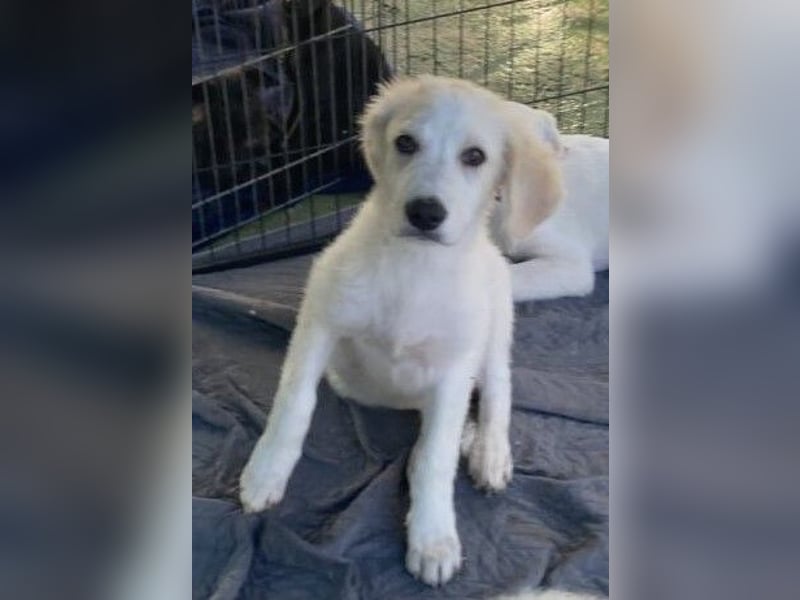 Asix - Zwischen Sehnsucht und Zurückhaltung