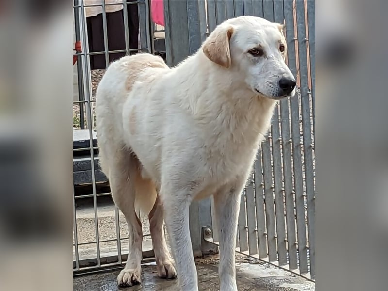 Franco - sucht herdenschutzhunderfahrene Menschen