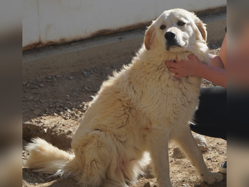 Artu - einfach nur toll