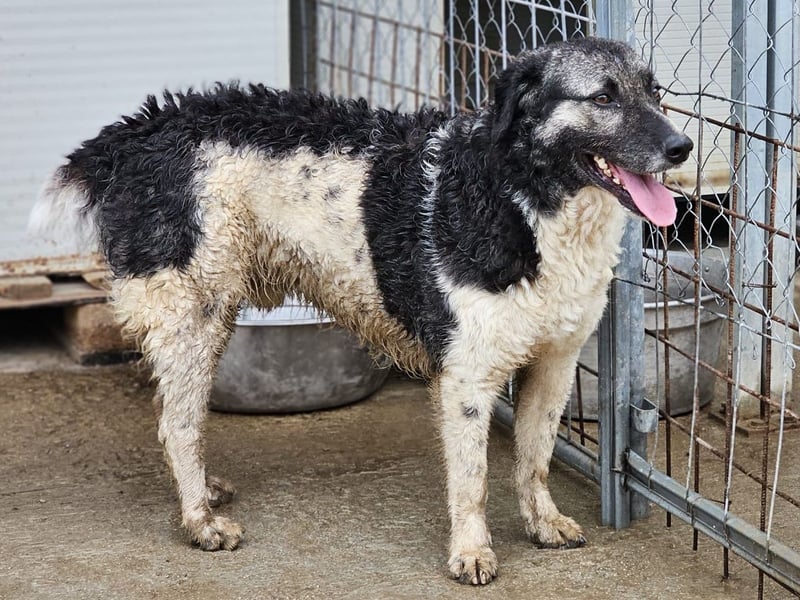 Ferdinando - ein Herz, das es zu erobern gilt