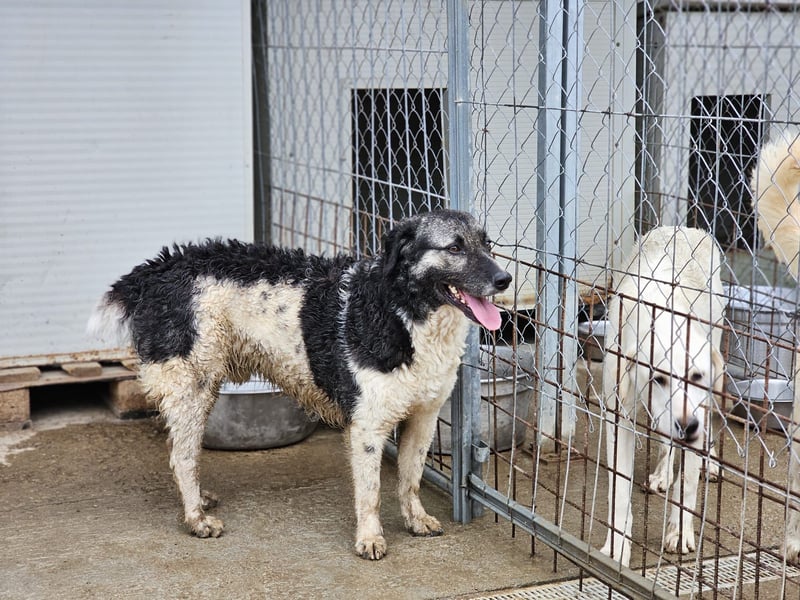 Ferdinando - ein Herz, das es zu erobern gilt