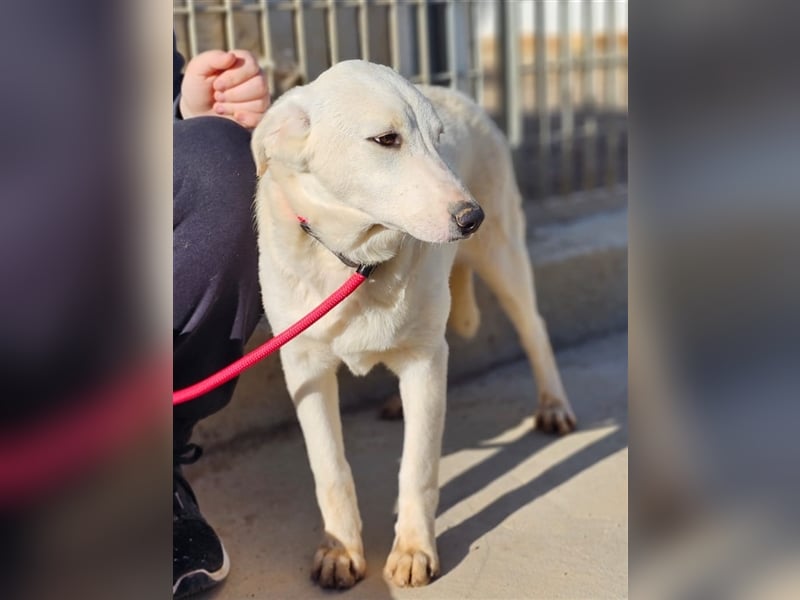 Astrid - verantwortungsbewusstes Zuhause gesucht
