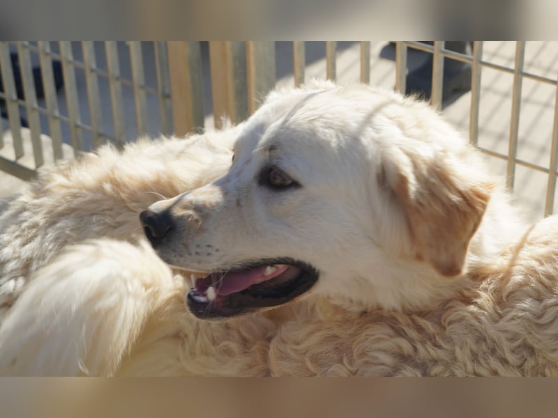 Artu - einfach nur toll