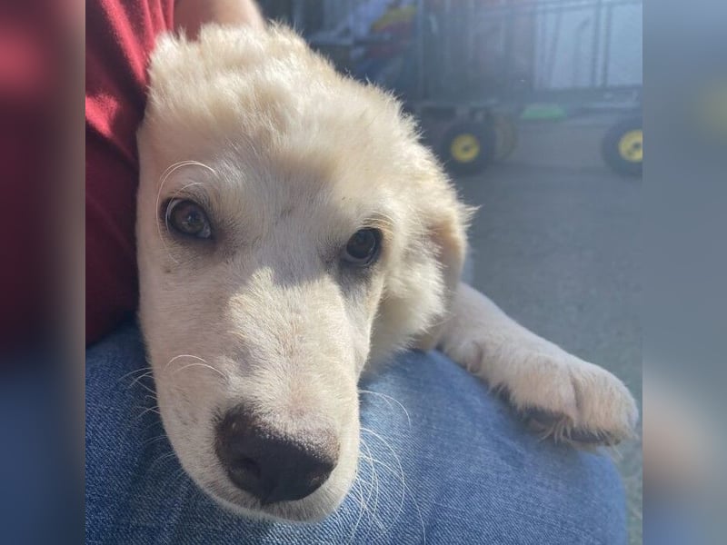 Asix - Zwischen Sehnsucht und Zurückhaltung