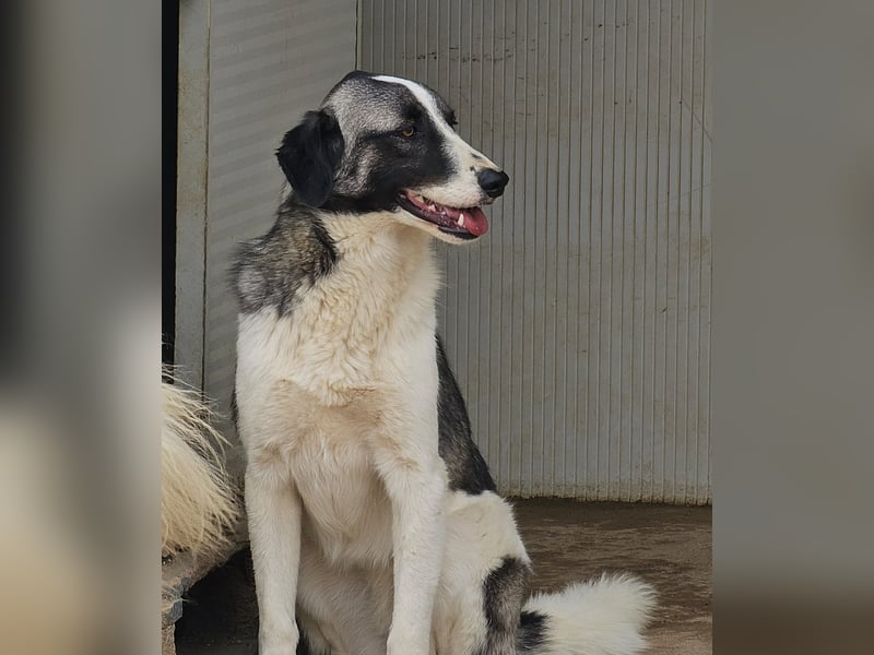 Francia - tolles Maremmano-Mädchen