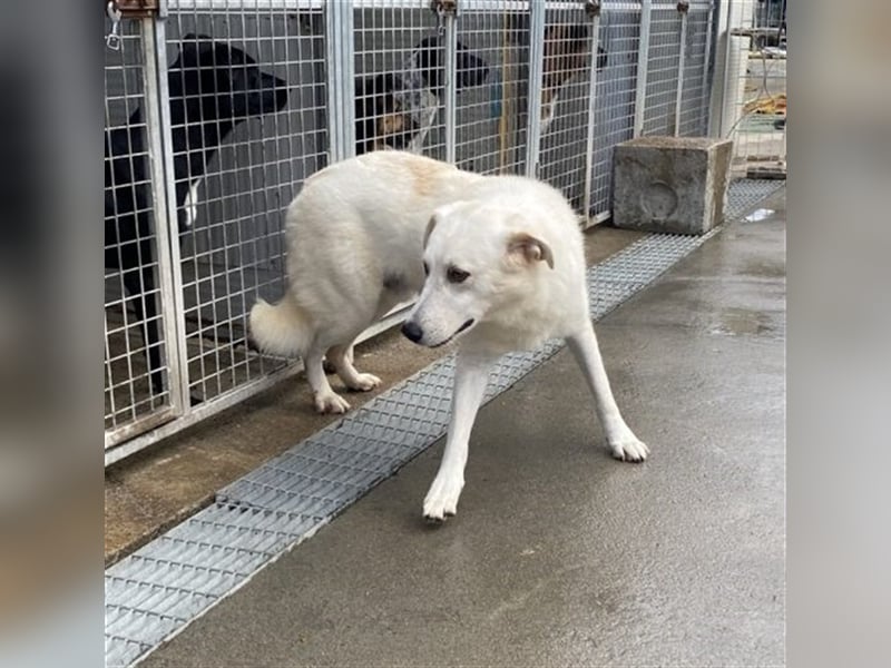 Franco - sucht herdenschutzhunderfahrene Menschen