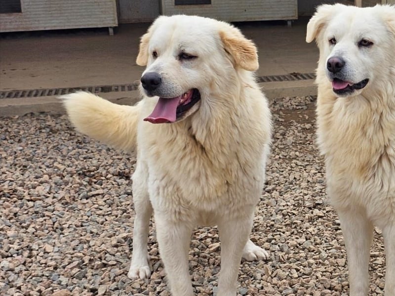 Asix - Zwischen Sehnsucht und Zurückhaltung