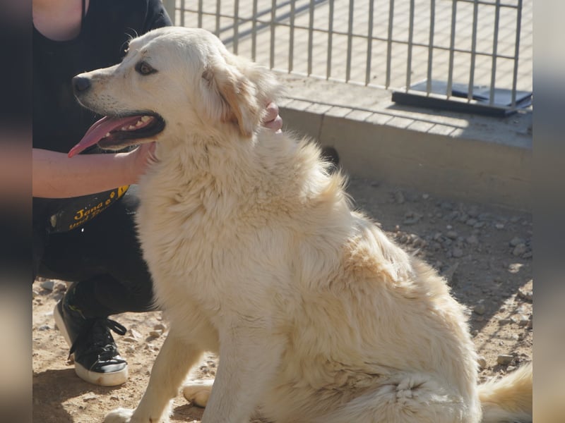 Artu - einfach nur toll