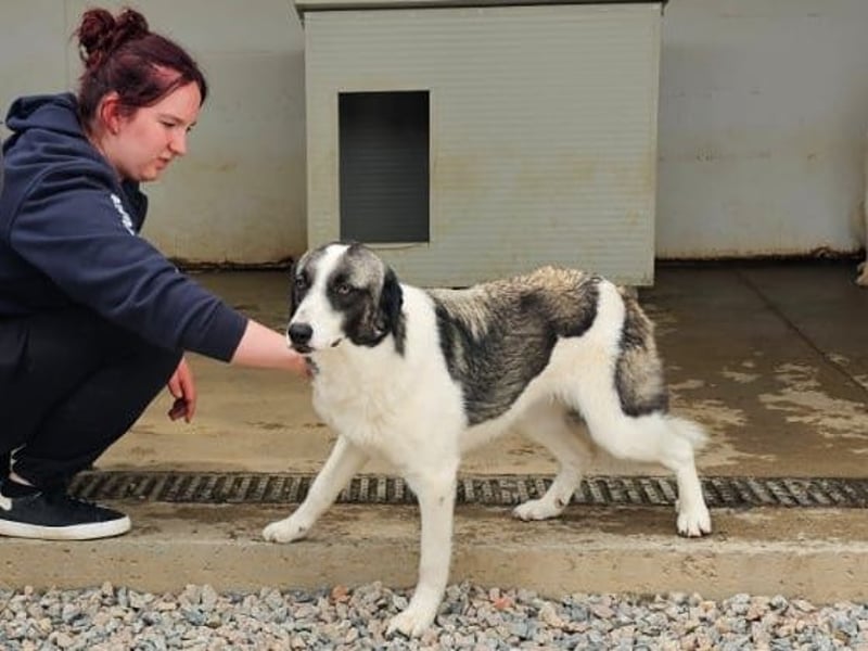 Francia - tolles Maremmano-Mädchen