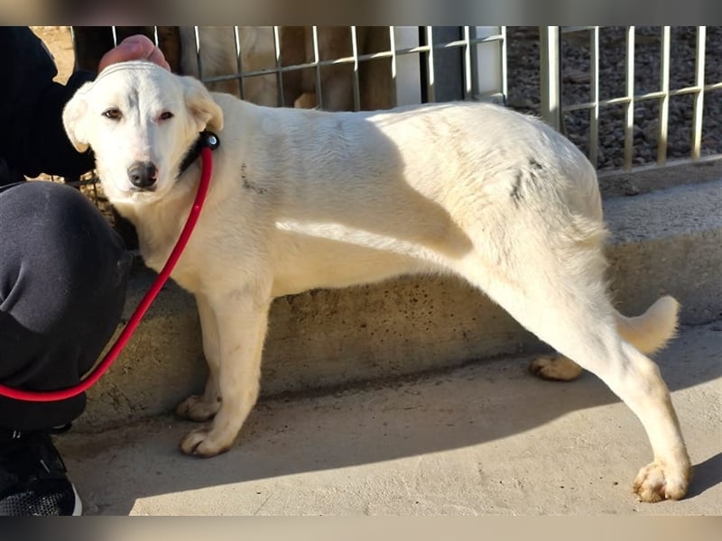Astrid - verantwortungsbewusstes Zuhause gesucht