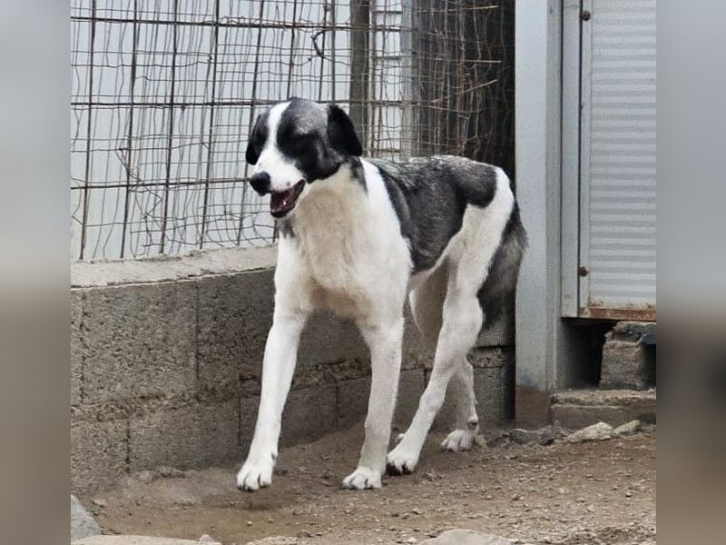 Francia - tolles Maremmano-Mädchen