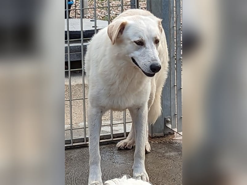 Franco - sucht herdenschutzhunderfahrene Menschen