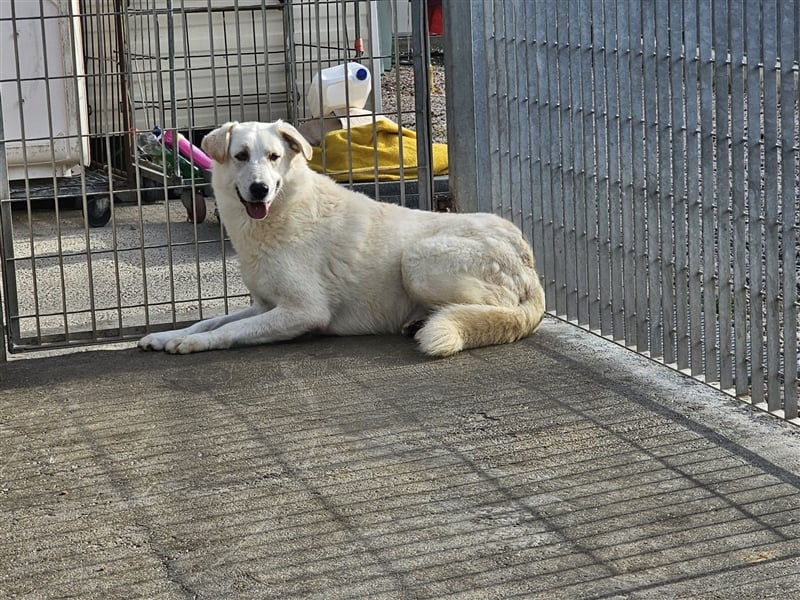Franco - sucht herdenschutzhunderfahrene Menschen