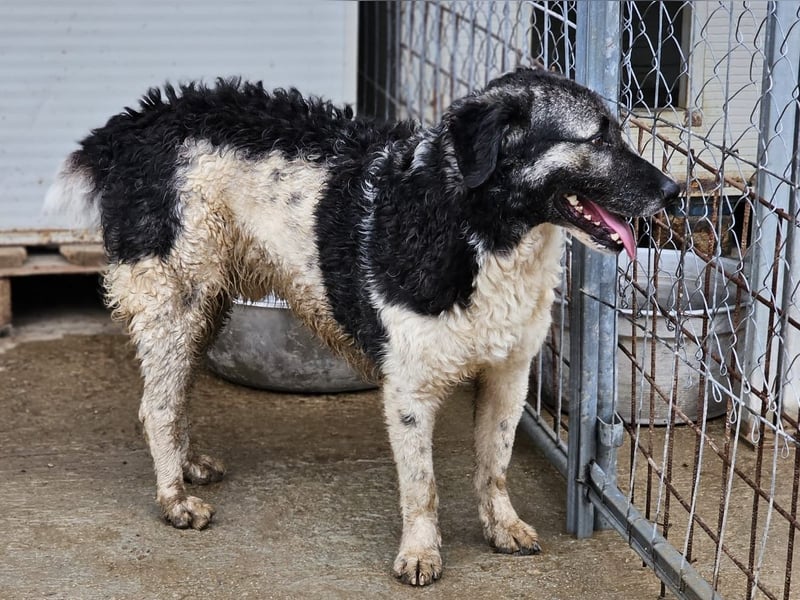 Ferdinando - ein Herz, das es zu erobern gilt
