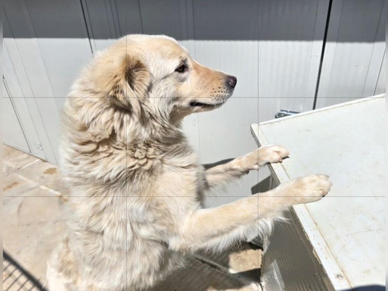 Olaf: wie groß kann Sehnsucht sein