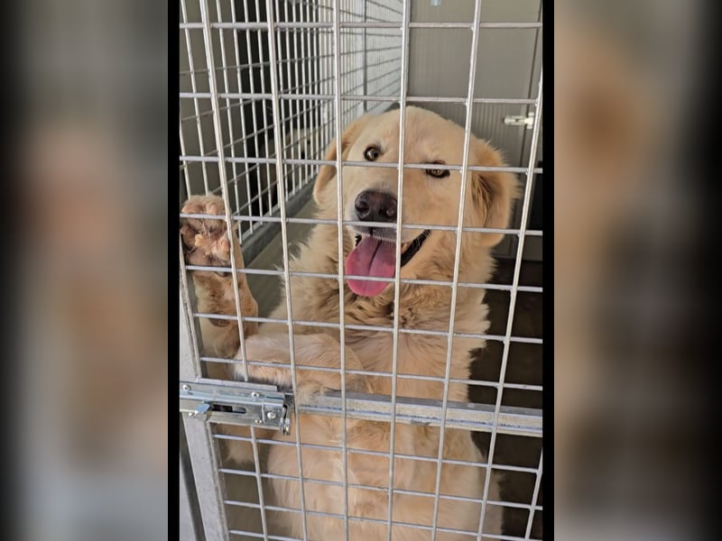 Olaf: wie groß kann Sehnsucht sein