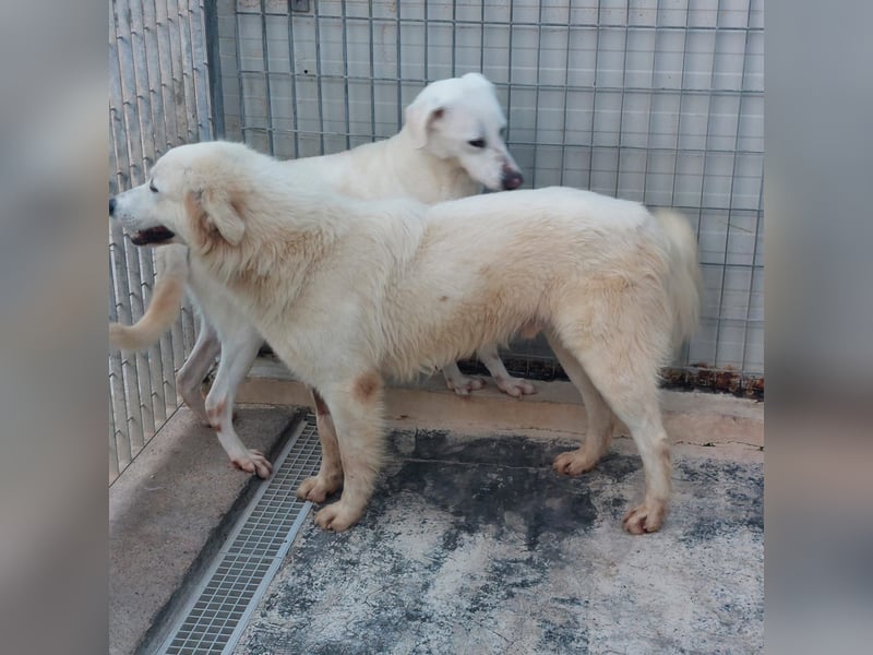 Dodi:  was für eine liebe Seele