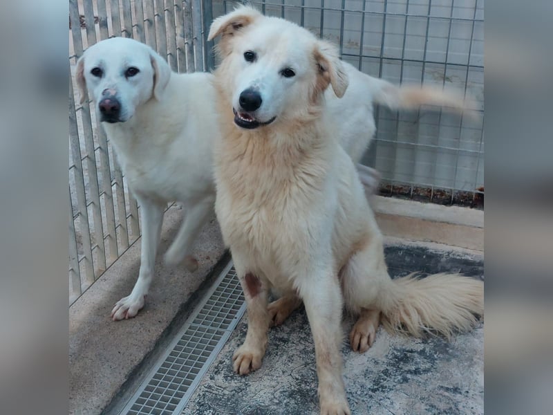 Dodi:  was für eine liebe Seele