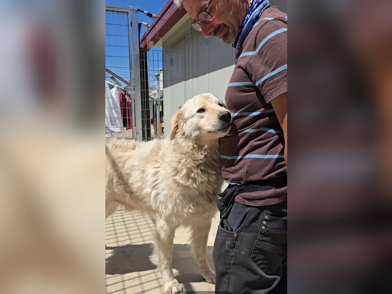 Olaf: wie groß kann Sehnsucht sein